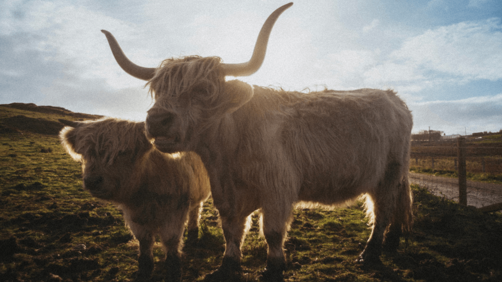 Exploring Social Entrepreneurs’ Business Models: Pathways to&nbsp;Impact